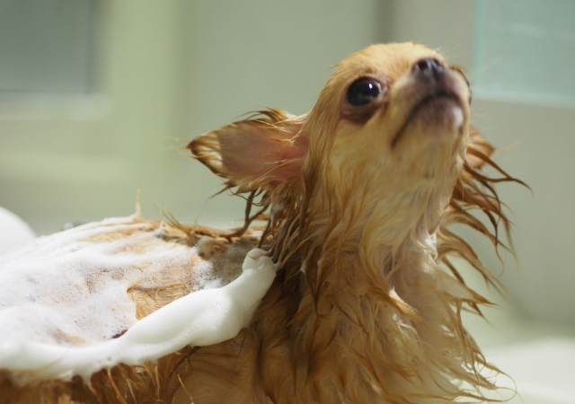 犬の美容室わんずくらぶのペットホテル・トリミング