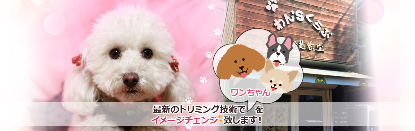 最新のトリミング技術でワンちゃんをイメージチェンジ致します